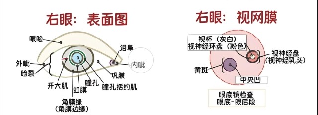 眼睛視網膜