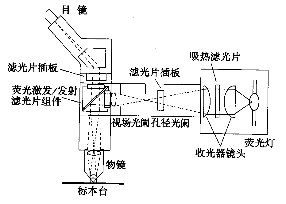 熒光顯微鏡原理圖